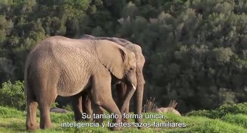 ELEFANTES   ANIMAL ENCOUNTERS  SUB ESPA  OL   360p 