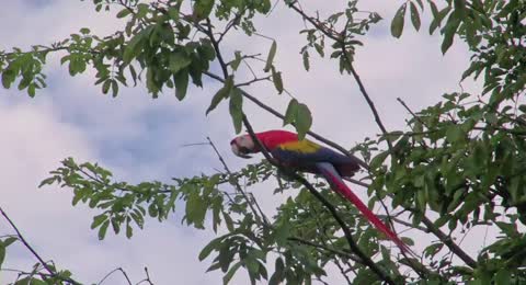 EXCURSI  N A TRAV  S DE LAS NUBES   ANIMAL ENCOUNTERS   COSTA RICA  EP13   2   Temporada   480p 