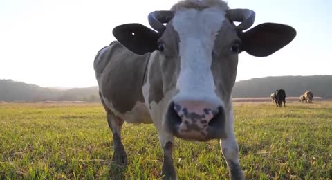Los animales de la granja para ni  os                  Videos educativos infantiles  Documentales en Espa  ol  720p 
