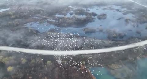 MIGRACIONES ANIMALES     Animales que migran por los oc  anos  las llanuras y el cielo  1 