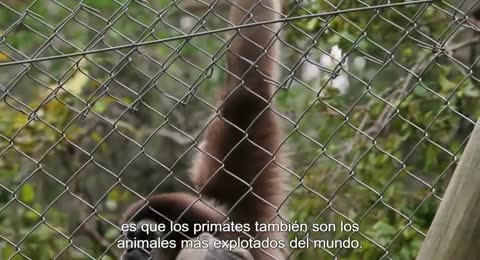 MONOS   ANIMAL ENCOUNTERS  SUB ESPA  OL   360p 