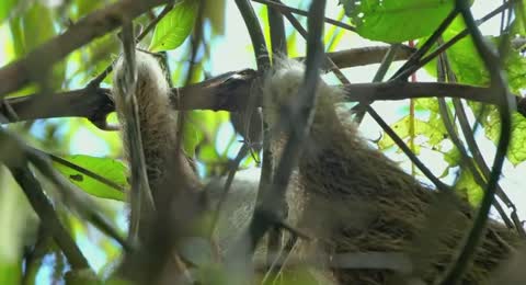 NI  OS QUE SALVAN EL BOSQUE TROPICAL   ANIMAL ENCOUNTERS   COSTA RICA  EP12   2   Temporada   480p 