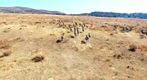 SABANA IMPLACABLE  El arte de sobrevivir   DOCUMENTAL DE ANIMALES  1 