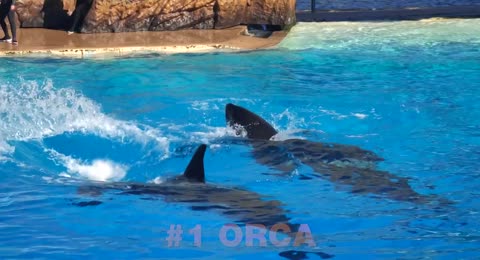 Top 100 Sea Animals   Learn Sea Animals for Kids  Preschoolers and Kindergarten  720p 