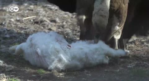 El dif  cil retorno de los buitres en Europa   DW Documental