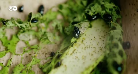 La asombrosa inteligencia de los abejorros  las avispas y otros insectos   DW Documental
