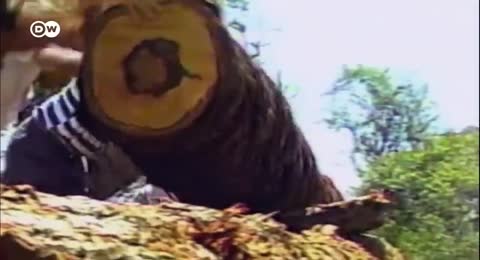   Pueden los   rboles paliar la crisis clim  tica    DW Documental