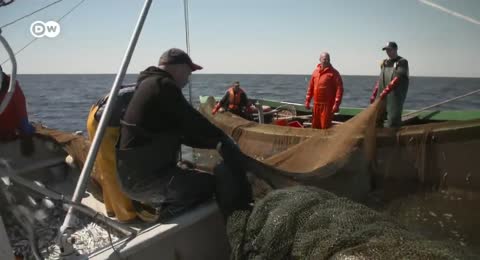  Cazar o proteger  La pol  mica sobre las focas del mar B  ltico   DW Documental