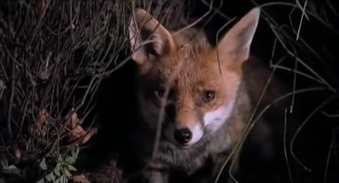 Hope Of Deliverance   Paul Mccartney