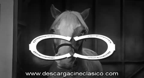 8 Mr Ed