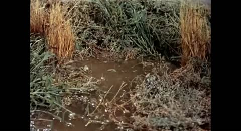 Los Beverly Ricos 1965 Capitulo 04