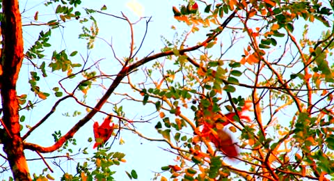 Costa Rica   Son De Tikizia   DouTico com