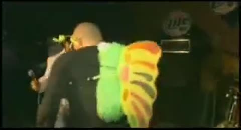 La Abeja Miope   DouTico com