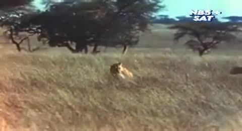 Tarzan   Saison 1   pisode 01   L oeil du lion