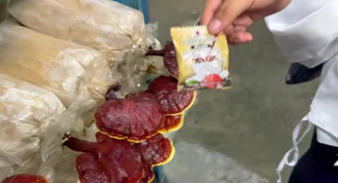         GRANJA DE GANODERMA DE DXN EN MALASIA   TOUR COMPLETO                    