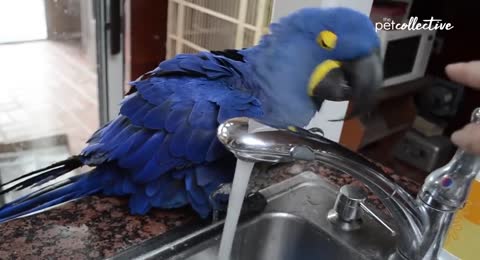 Funniest Birds Around the World