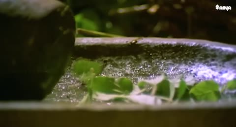 Thilakan  Jagathy  Sreenivasan  Comedy 1080p