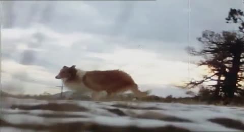 El Retorno de Lassie  1978 